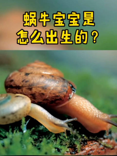 蜗牛宝宝是怎么出生的? (剪辑 谢博)