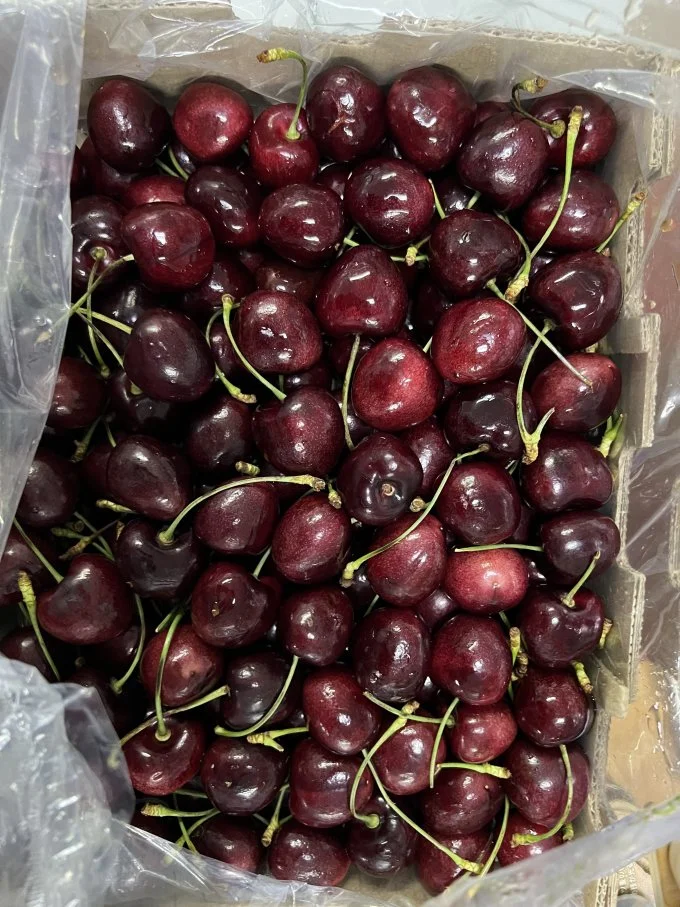 安全下车车厘子自由真的很好吃