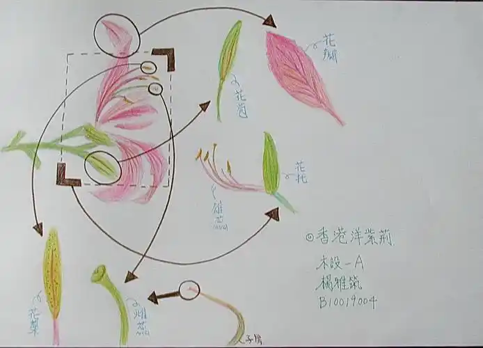 100木设植物学(6c-1)–艳紫荆花之构造作业展