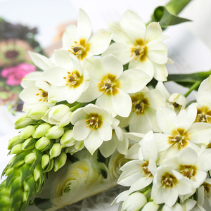 雀梅圣心百合天鹅绒鲜花云南基地直发室内办公室插花水养鲜切花