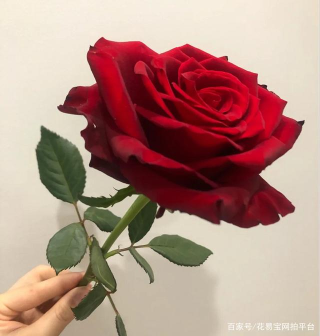 红拂:中型花苞,中间有许多褶皱,花瓣多,开放后花苞较大,缺点易黑边,货