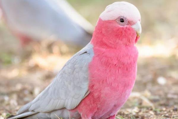 粉红葵花鹦鹉其实就是粉红凤头鹦鹉,它长有非常美丽的