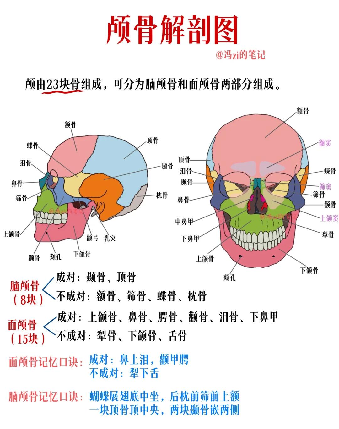 颅骨解剖图记忆口诀 ✅颅骨共23块 脑颅骨:8块,构成颅腔; 面颅骨:15