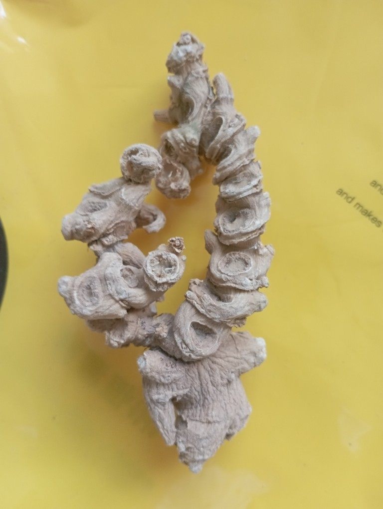 100克土家族三七白三七苗族恩施高仿湖北种植林下传统滋补品其他