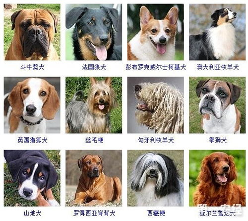 狗名字狗名字英文