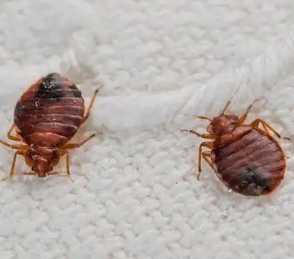 床虱