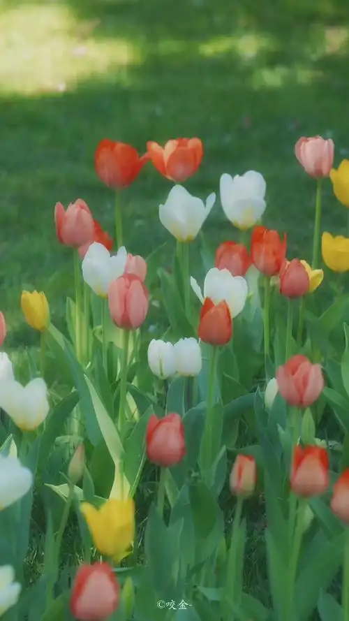 手机壁纸 #郁金香花 薄荷味的初夏 - 抖音