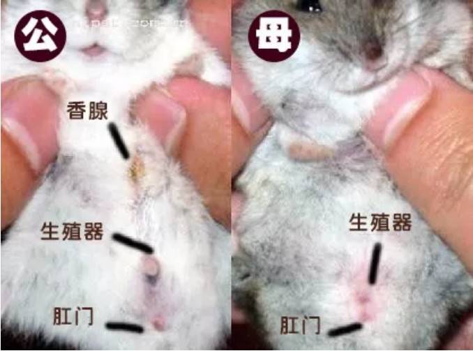 仓鼠怎么分辨公母仓鼠怎么分公母分图片