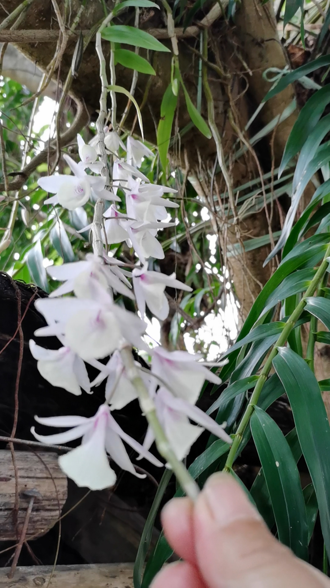 石斛记#养在小叶榕树上的,天宫石斛开花了,漂亮