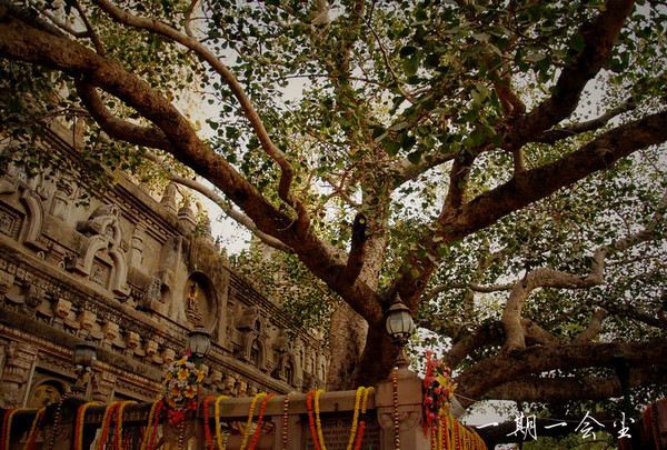 至今依然枝繁叶茂的菩提树