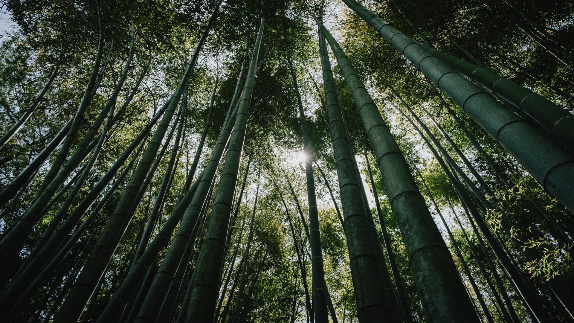 清新绿色竹林高清桌面壁纸-风景壁纸-壁纸下载-美桌网