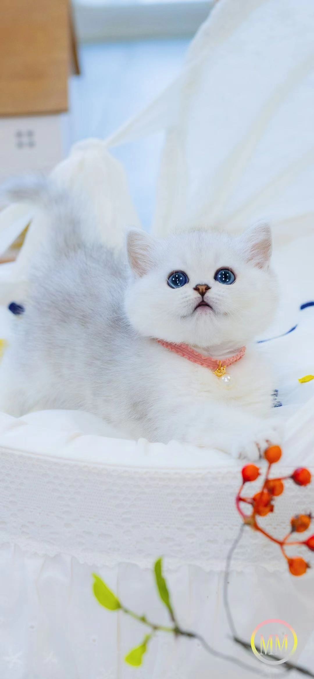 银渐层英短猫英国短毛猫折耳猫猫咪活物宠物猫幼崽活体纯种小奶猫