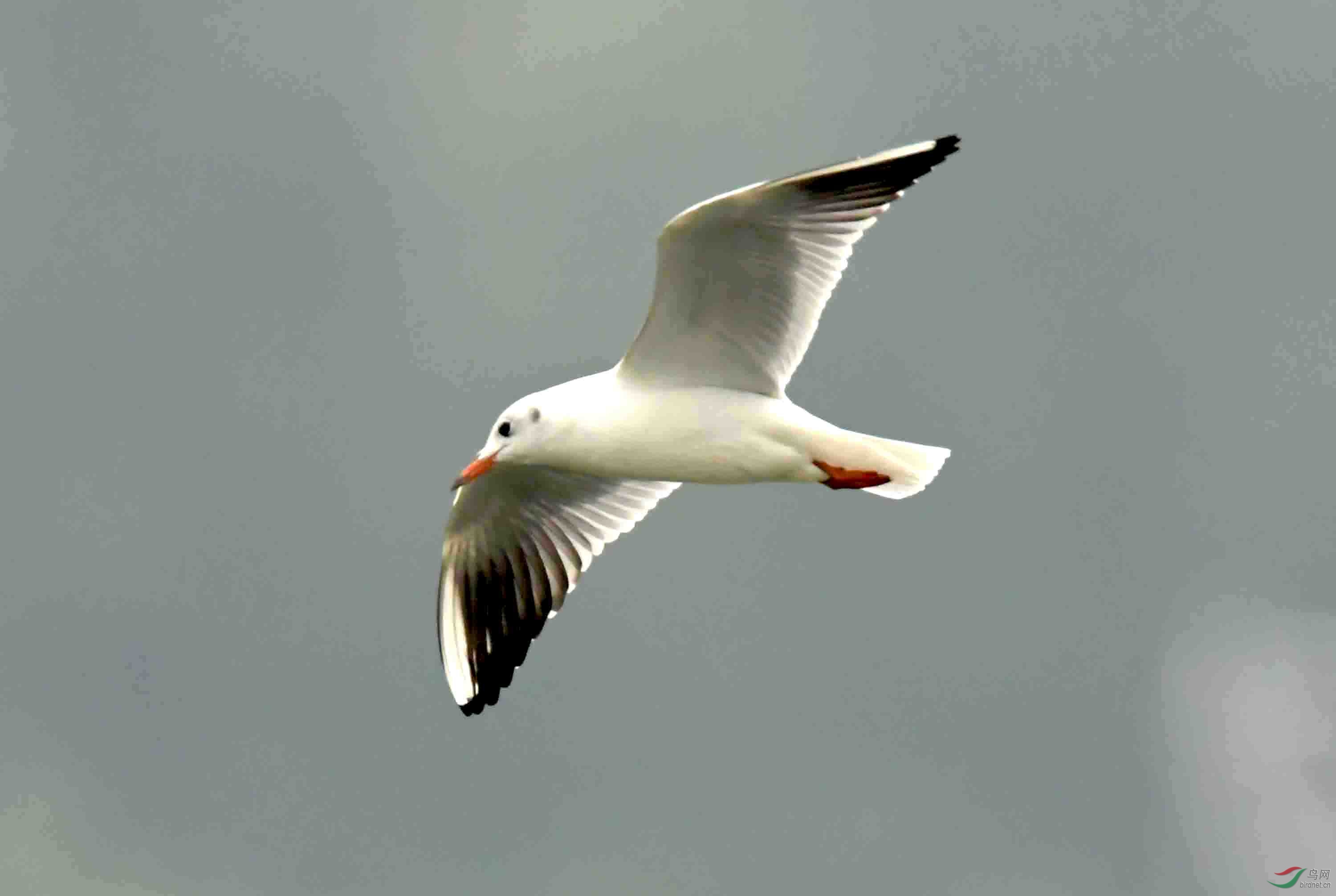 一组孤独飞翔在清河上的海鸥(2019年摄)