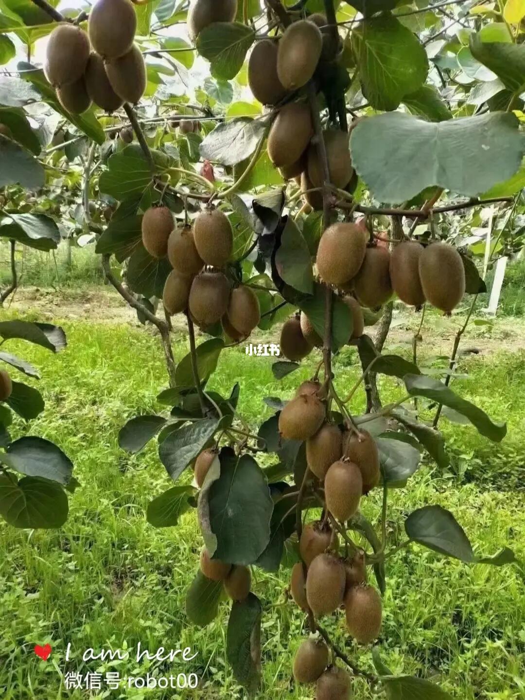 绿心纯甜猕猴桃来啦