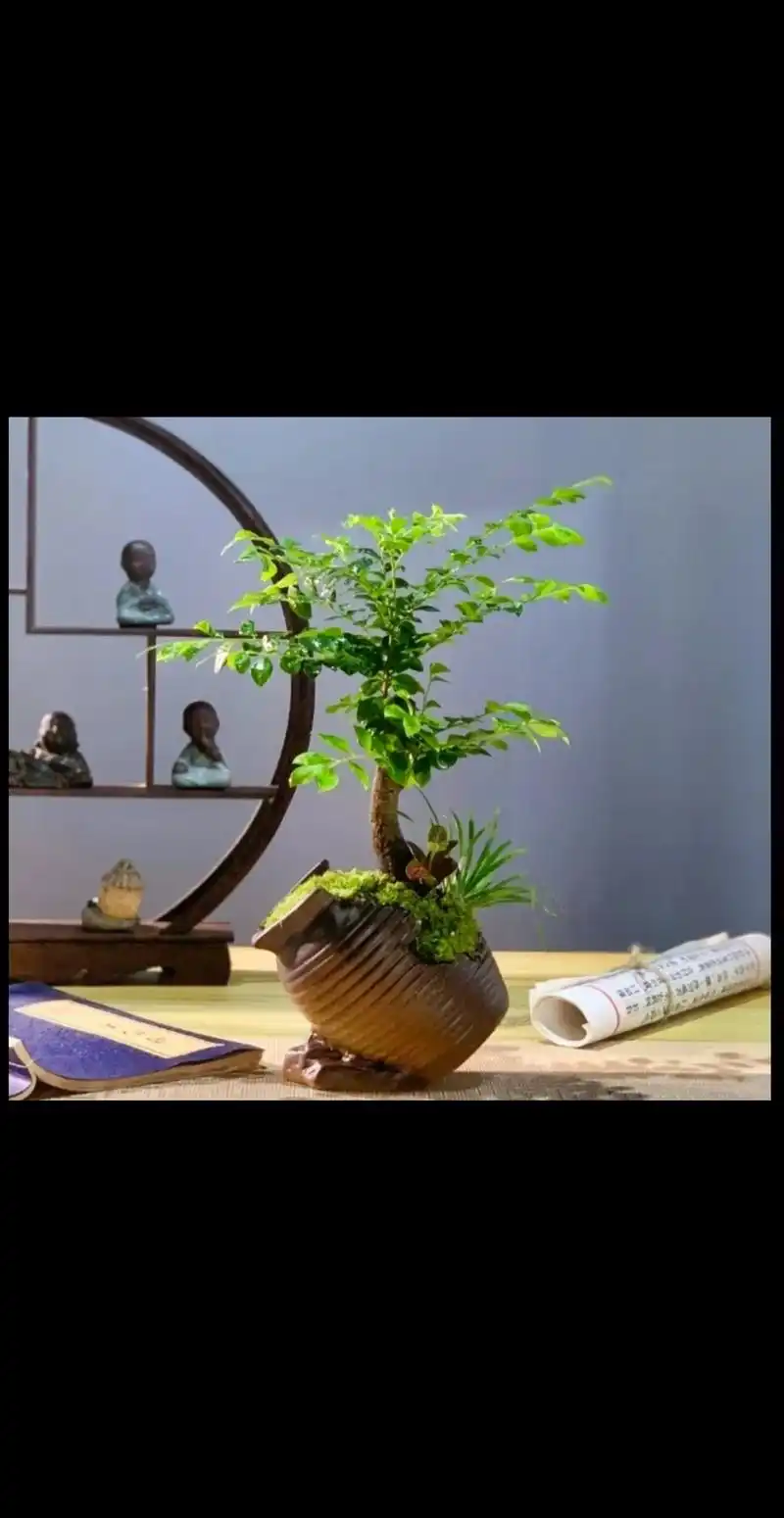 黑骨茶盆景中式复古小叶紫檀盆景绿植室内办公客厅艺术桌面植物# - 抖