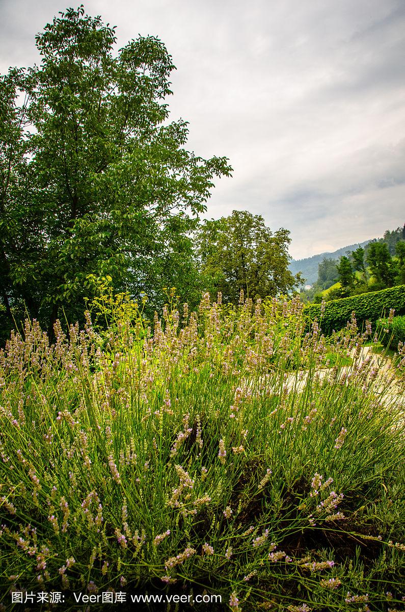 野生的薰衣草