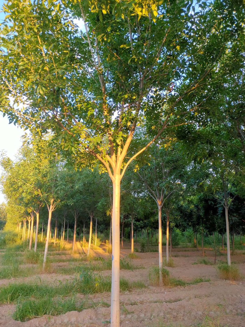 供应大厅  苗木花草  栾树