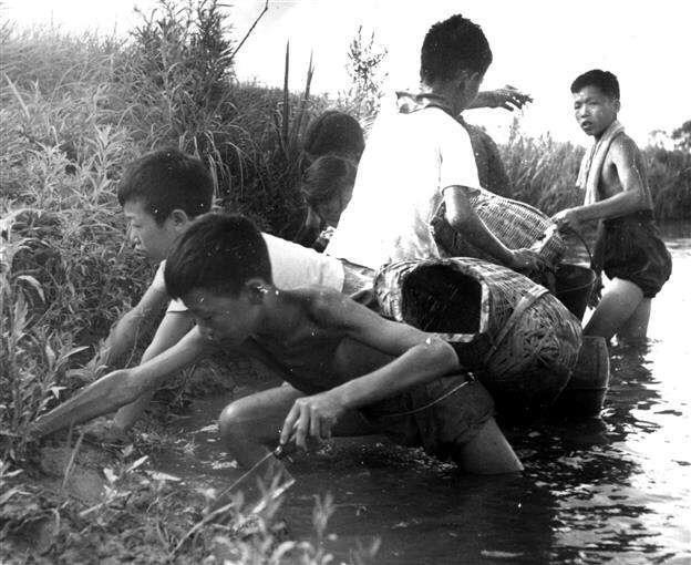 童年的回忆最爱在田里捉泥鳅,有谁去捉过呢?