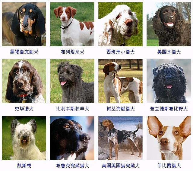 小型犬种小型宠物犬品种大全 狗狗大全栏(),伤口撞到宠物狗 丰城宠物
