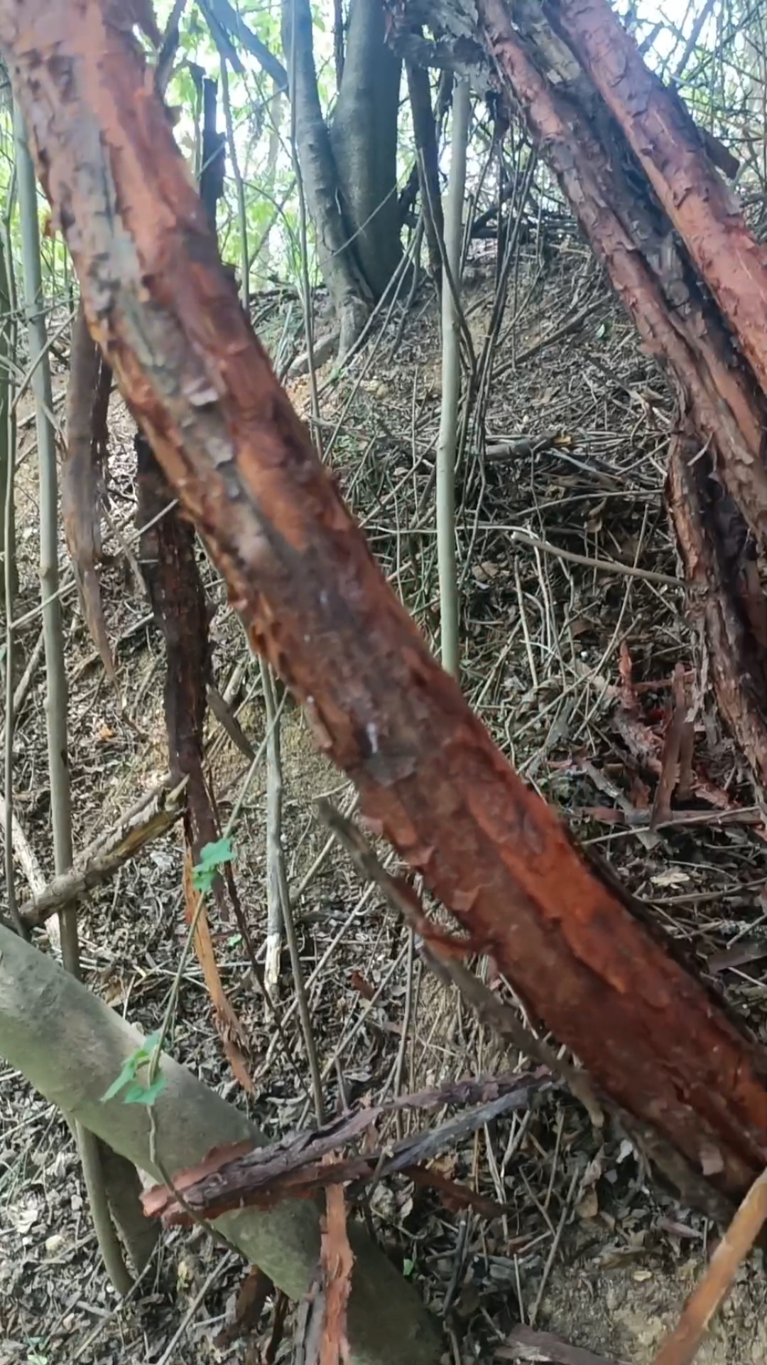 40公分山木香连花桩