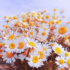 十分好看且有意境的小雏菊清新头像