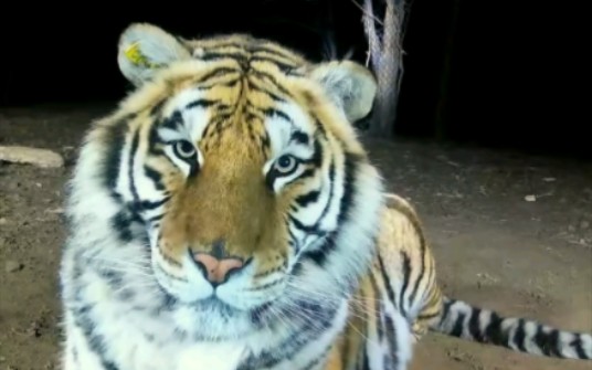 眉清目秀虎太受欢迎了-沈阳怪坡虎园-动物明星2月15日直播录屏