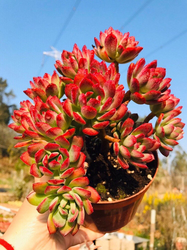 红稚莲老桩多头群生多肉植物盆栽办公室绿植花卉多肉植物