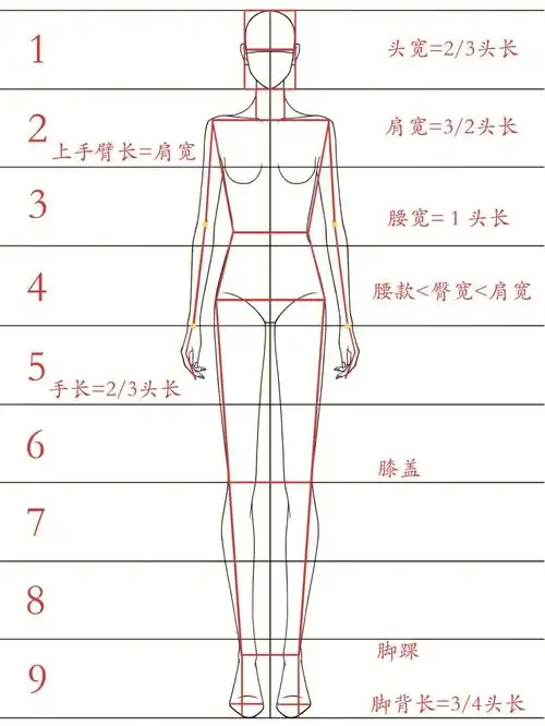 时装人体比例结构解析九头身