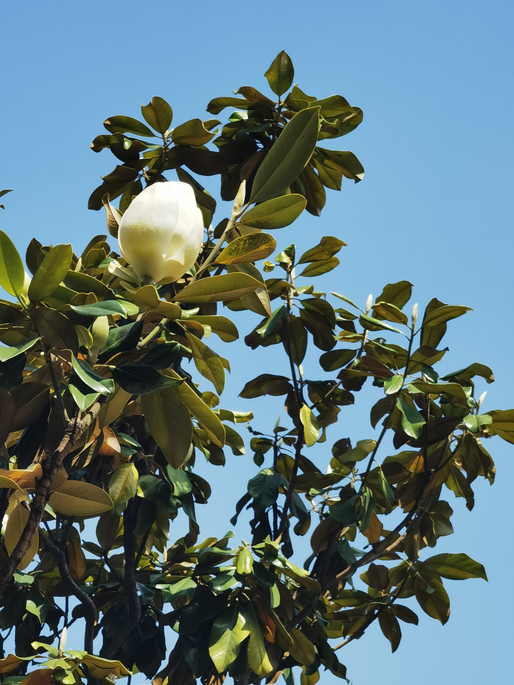 随手拍花荷花玉兰