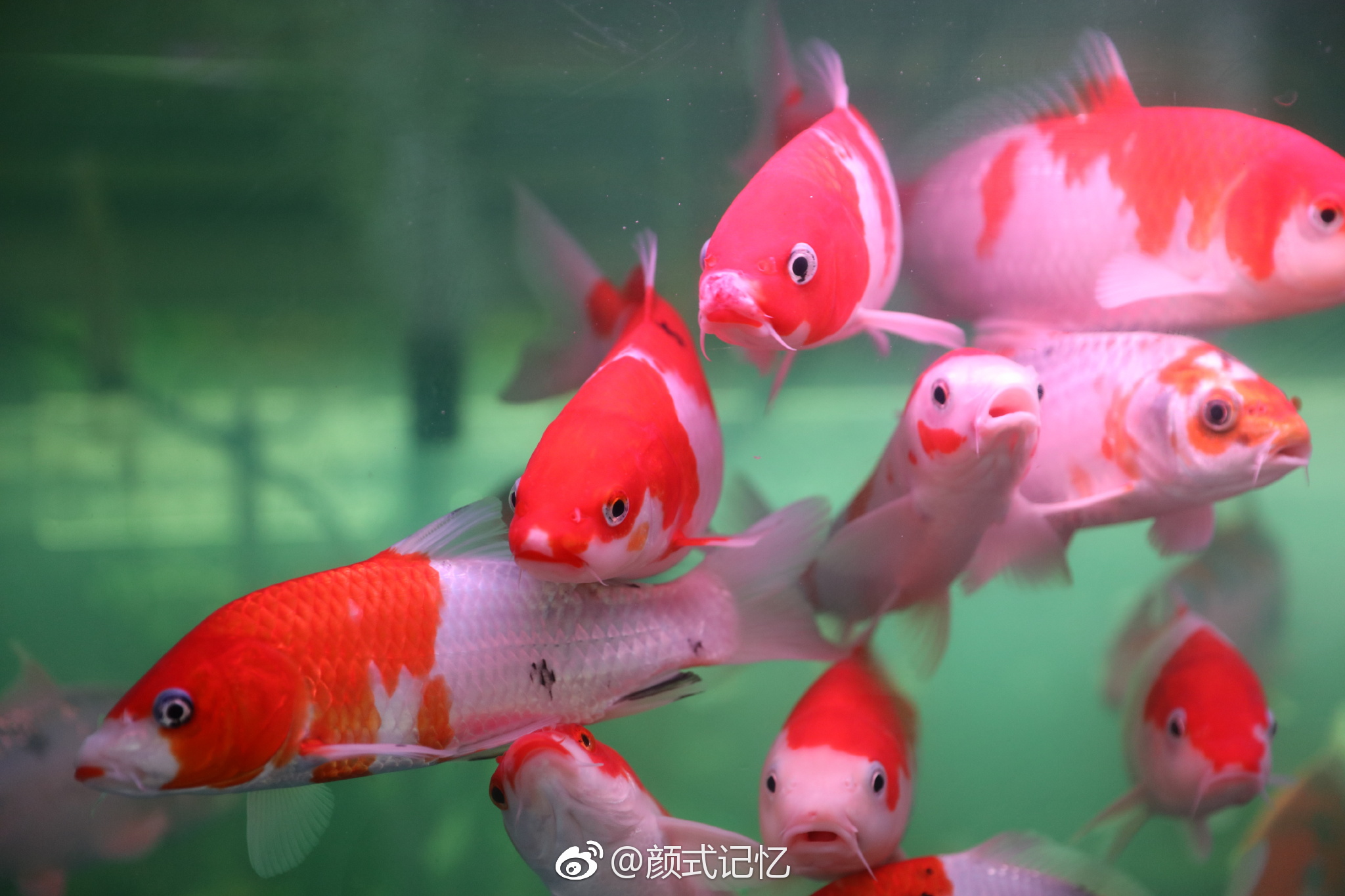 鸿运当头如鱼得水