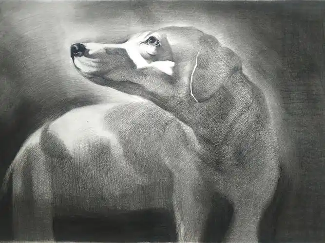 素描·宠物狗|纯艺术|绘画|饕餮无仁 - 原创作品 - 站酷 (zcool)