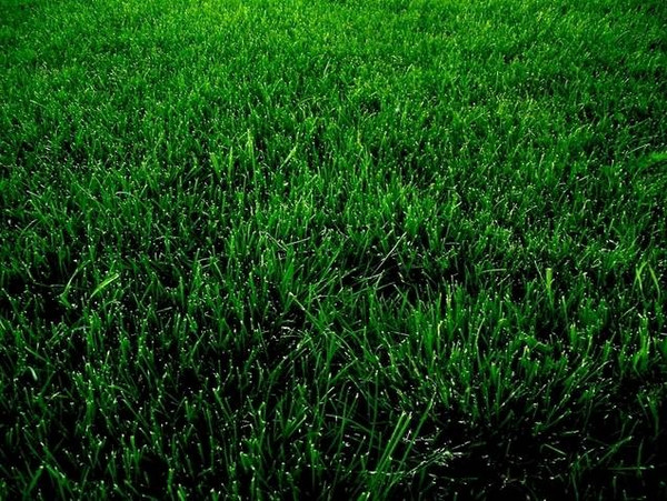 在图片右上角,有一个使用两字,请点一下,这样就可以满眼绿色,保护眼睛