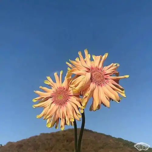 被温柔对待的人啊,一生都是少男少女.