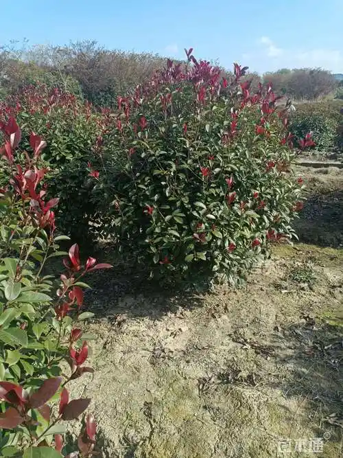 冠幅350厘米红叶石楠球