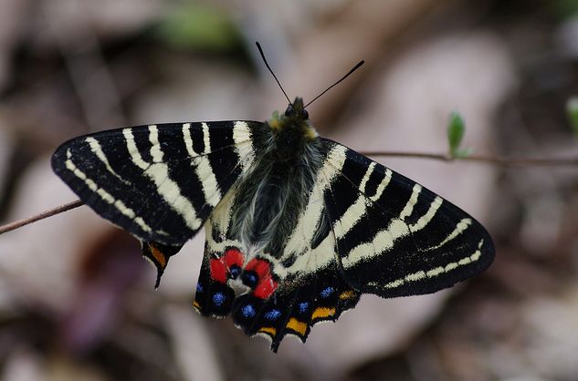 p>日本虎凤蝶(学名: i>luehdorfia japonica /i>)是虎凤蝶属的 a