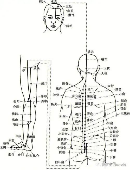 全网最快速经络穴位记忆法足太阳膀胱经02