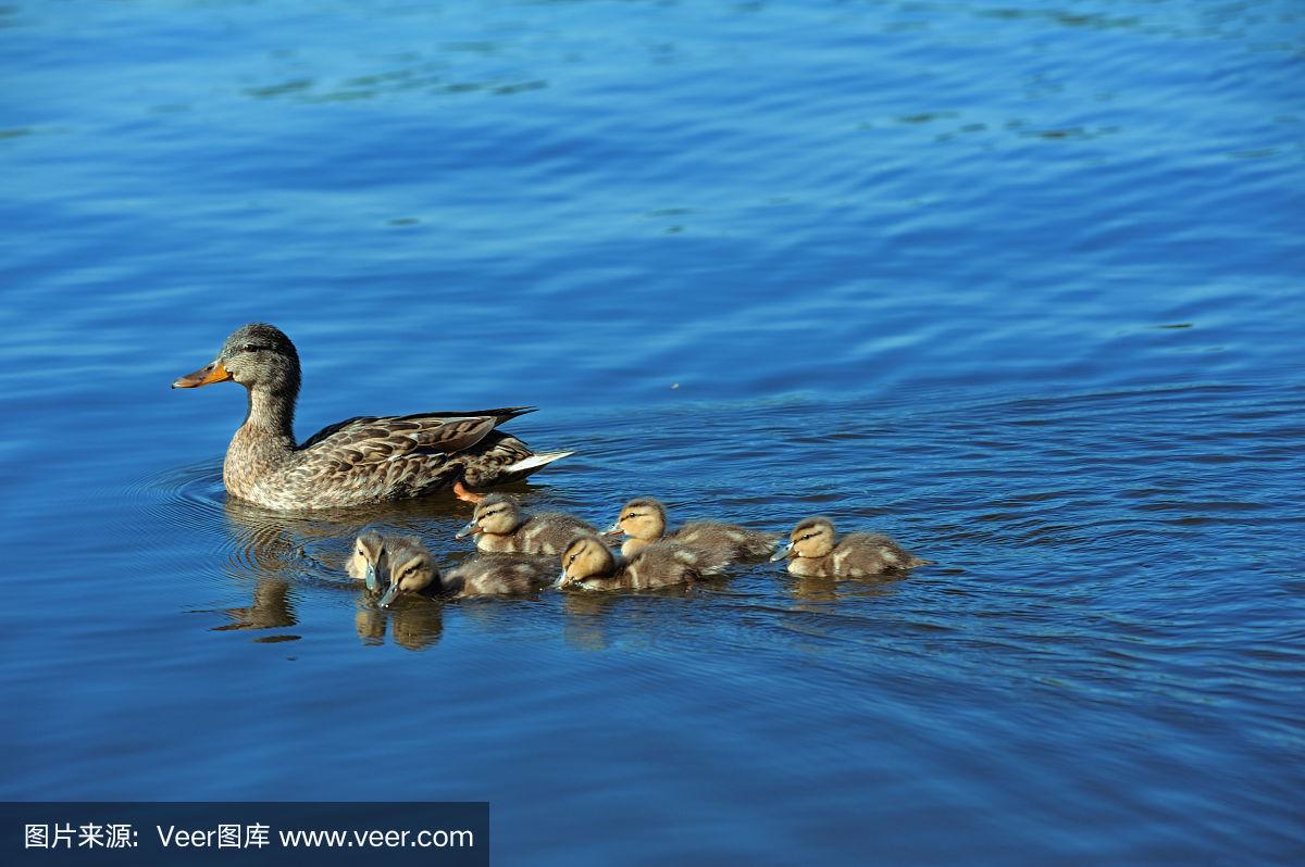 鸭妈妈带着六只小鸭游泳