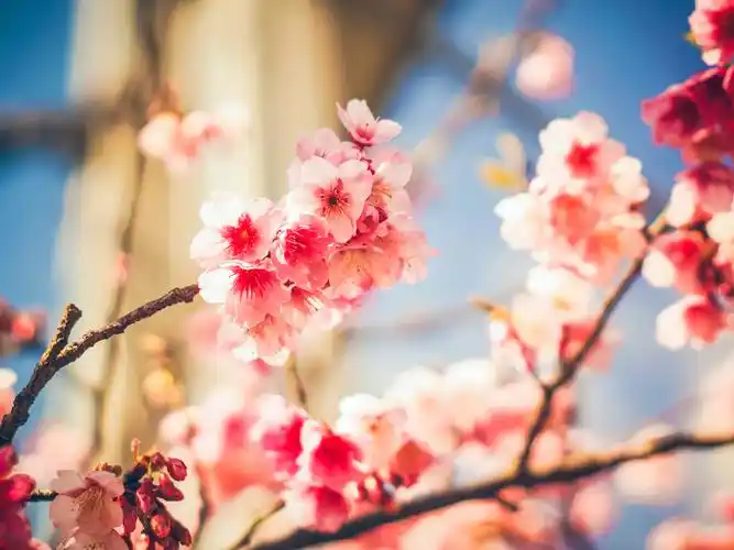 花朵,桃花,盛开,花海,唯美,枝头,微距,喵_比比,住在春天花朵壁纸图片