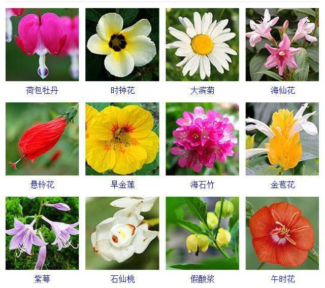 400种观花植物品种大全值得收藏