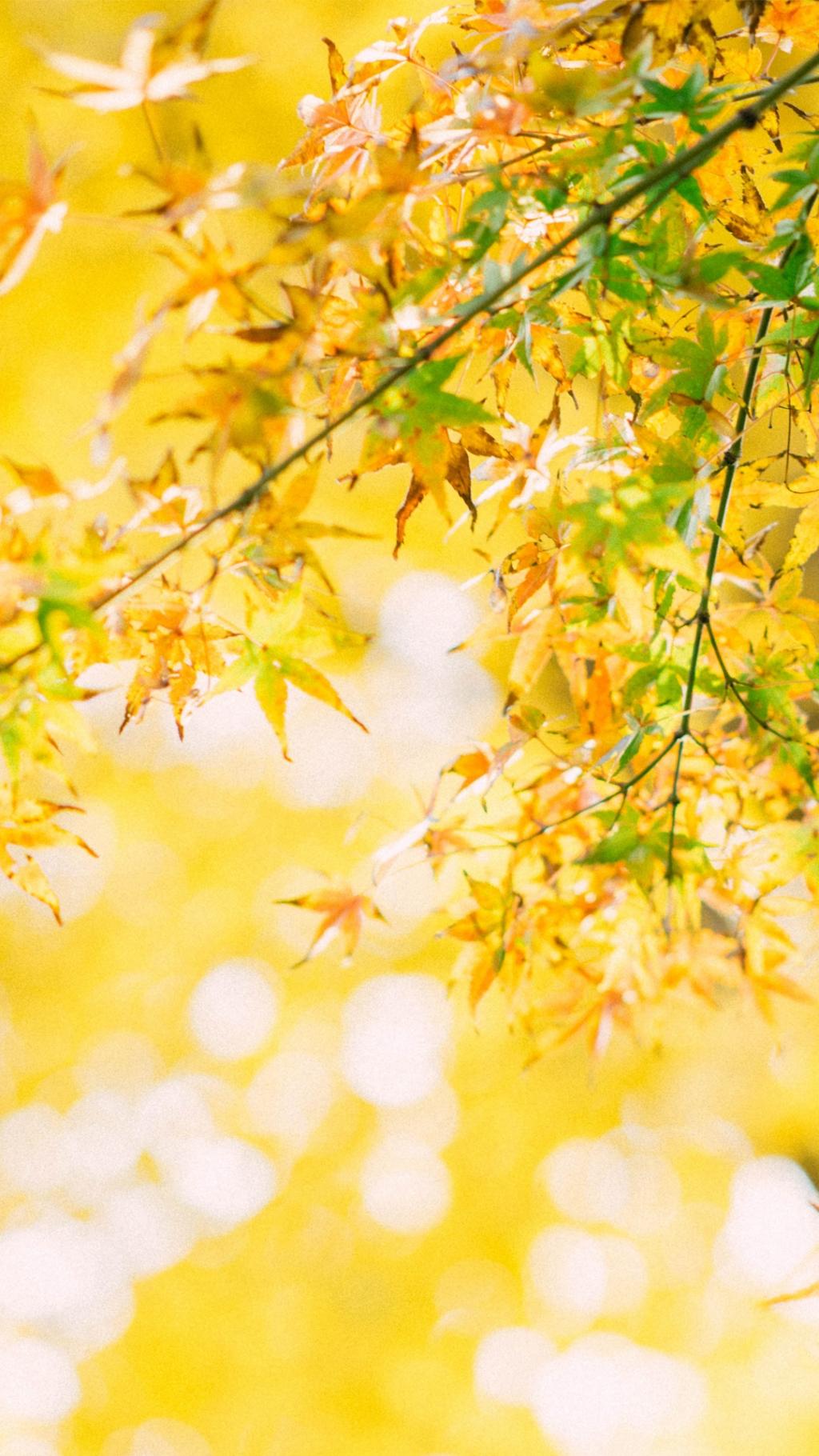 秋天的黄色树叶,高清图片,手机锁屏桌面-壁纸族