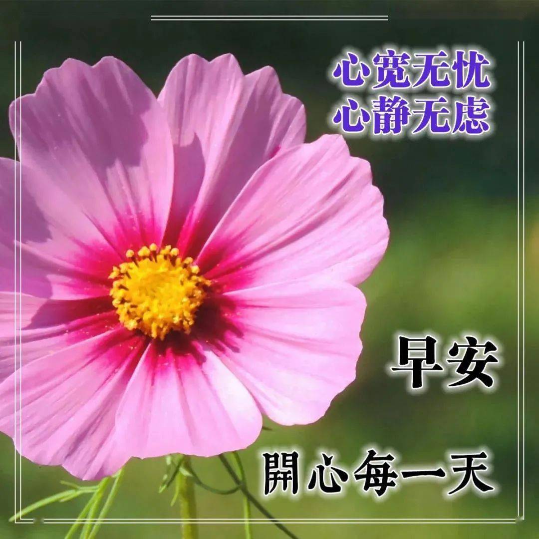 冬天清晨早安温馨问候语早上好鲜花漂亮问候语图片
