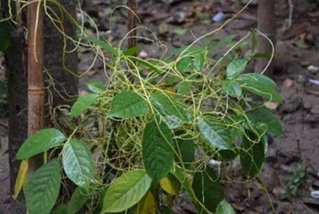 盘点5种世界上最奇特的树吸血树专吸人血