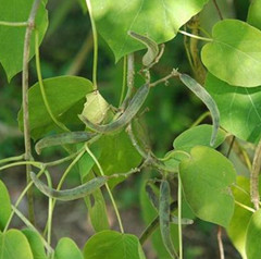 别名:奶浆藤,乌骨藤,黄木香,下奶藤,大苦藤,地甘草,扁藤,白暗消性味