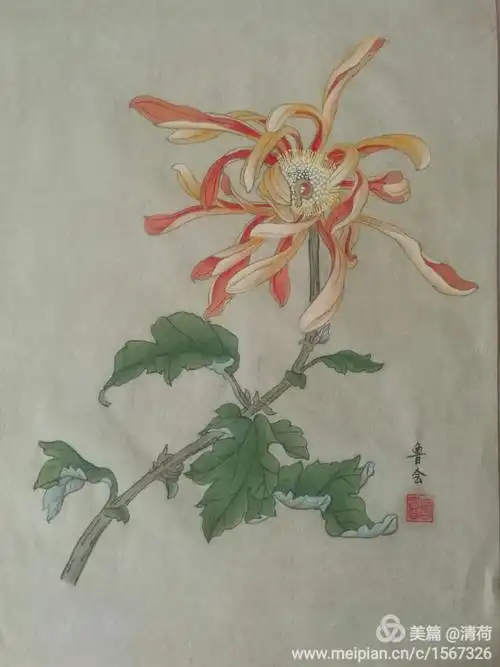 工笔临摹——菊花