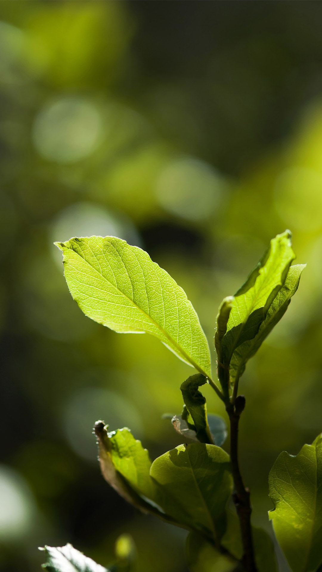 超清护眼绿色植物图片手机壁纸