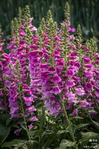 花卉科普～～毛地黄