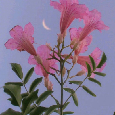 带好运的风景花草微信头像6