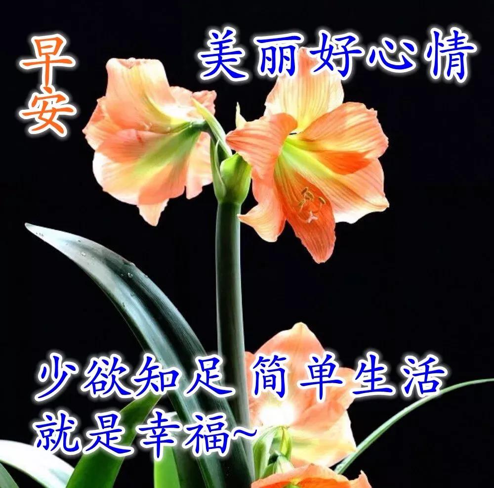 原创8张秋日非常漂亮的早上好表情图片带字祝福语免打字鲜花早上好