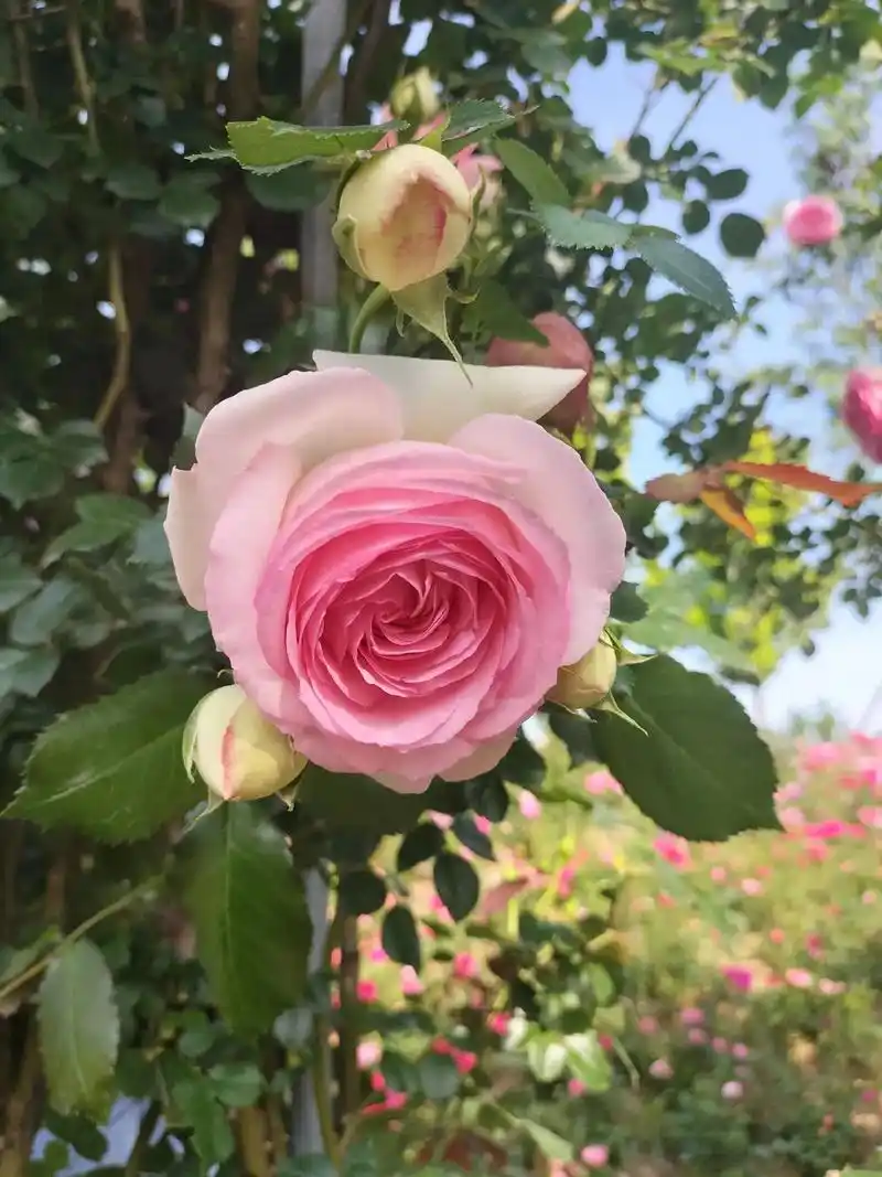 这的月季真的比家里的漂亮太多了,心情不好的人看了都