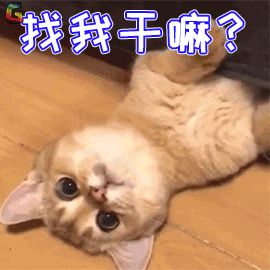 萌宠猫咪猫蒙圈找我干嘛soogifsoogif出品gif动图_动态图_表情包下载